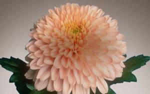 bnr_img003