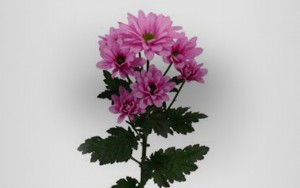 bnr_img004