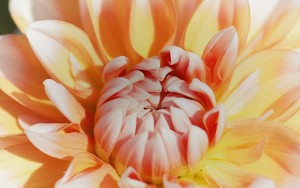 bnr_img006