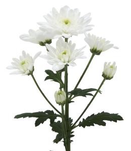 decora_img001