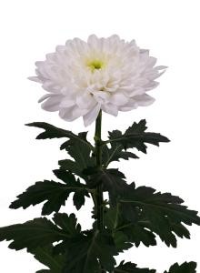 decora_img002