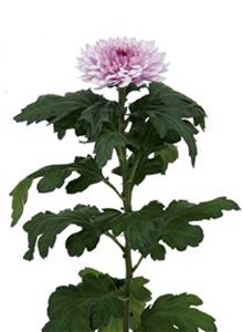 decora_img003