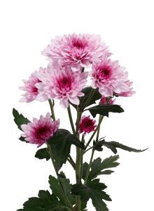 decora_img004