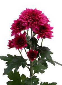 decora_img005
