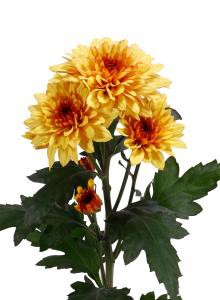 decora_img006