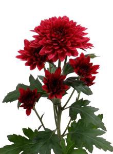 decora_img007