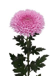 decora_img008
