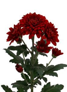 decora_img010