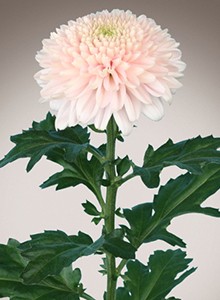 decora_img011