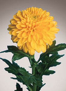 decora_img012