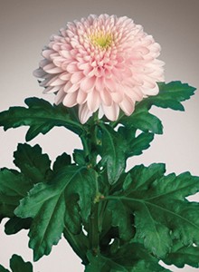 decora_img013
