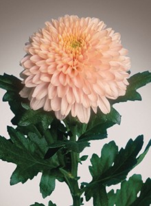 decora_img014
