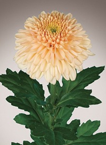 decora_img015