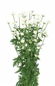 others_img001