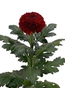 pompom_img001