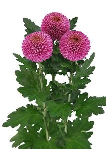 pompom_img003