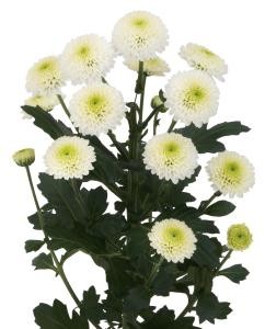 pompom_img004