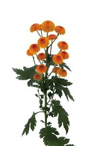 pompom_img005
