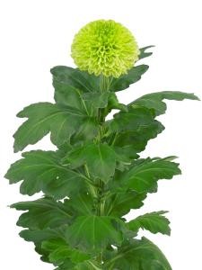 pompom_img006