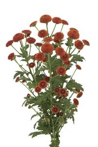 santini_img004