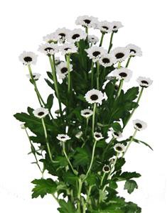 santini_img007