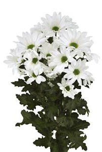 single_img002