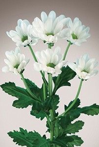 single_img004