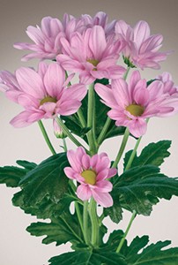 single_img005