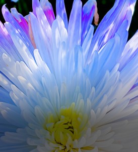 sp_image3