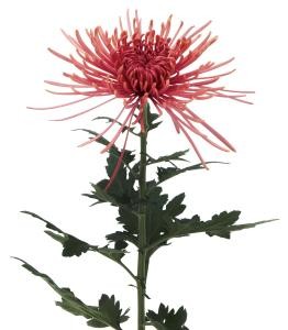 spider_img003